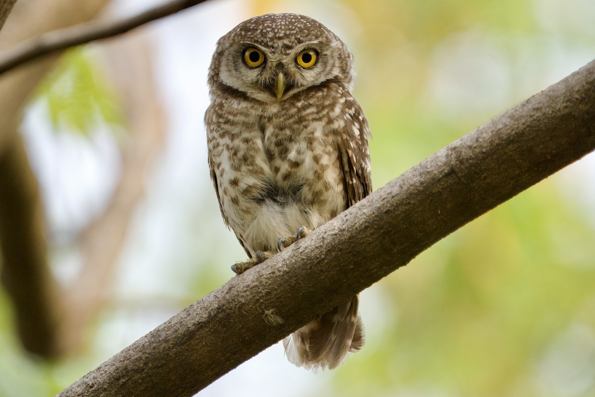 Spotted Owlet - ML616531815