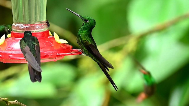 kolibřík císařský - ML616531871