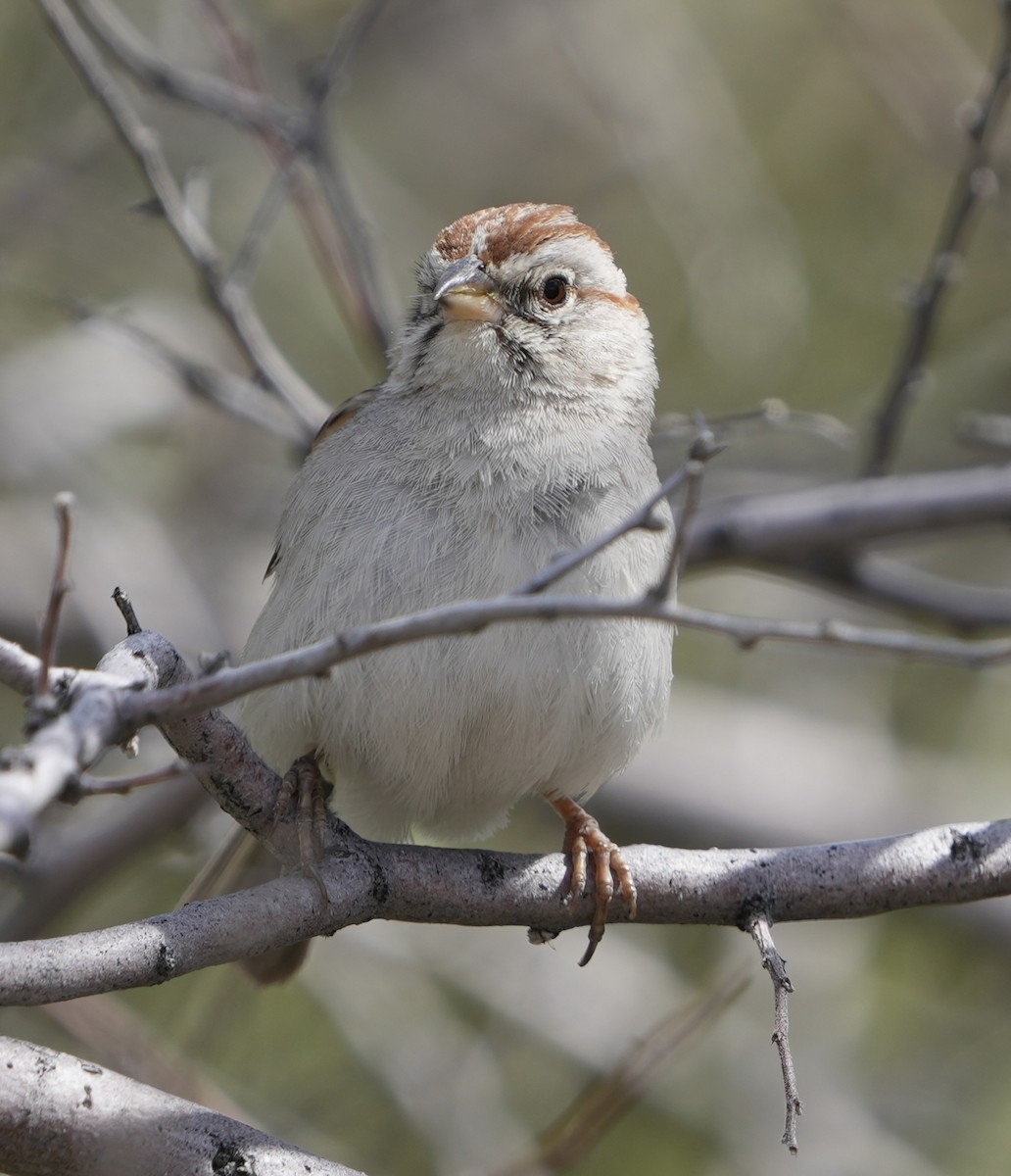 Rufous-winged Sparrow - ML616531872