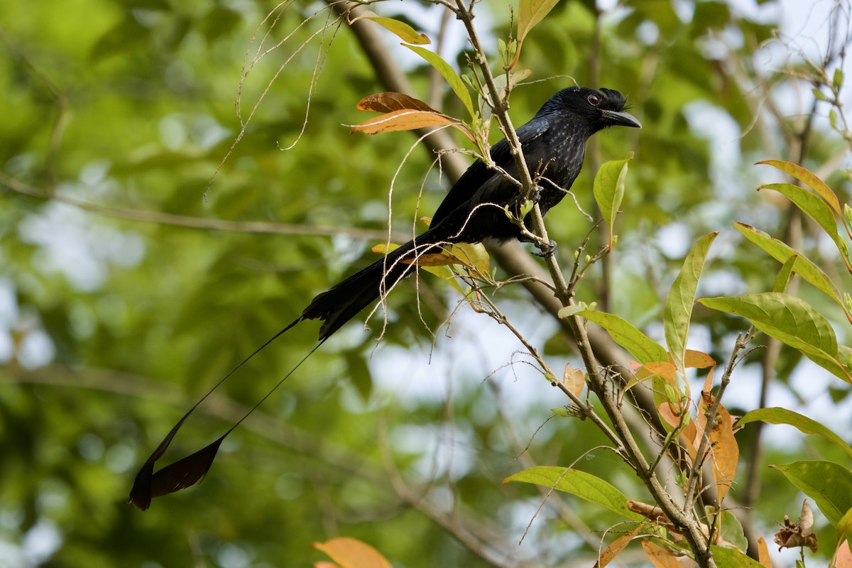 Greater Racket-tailed Drongo - John Russell