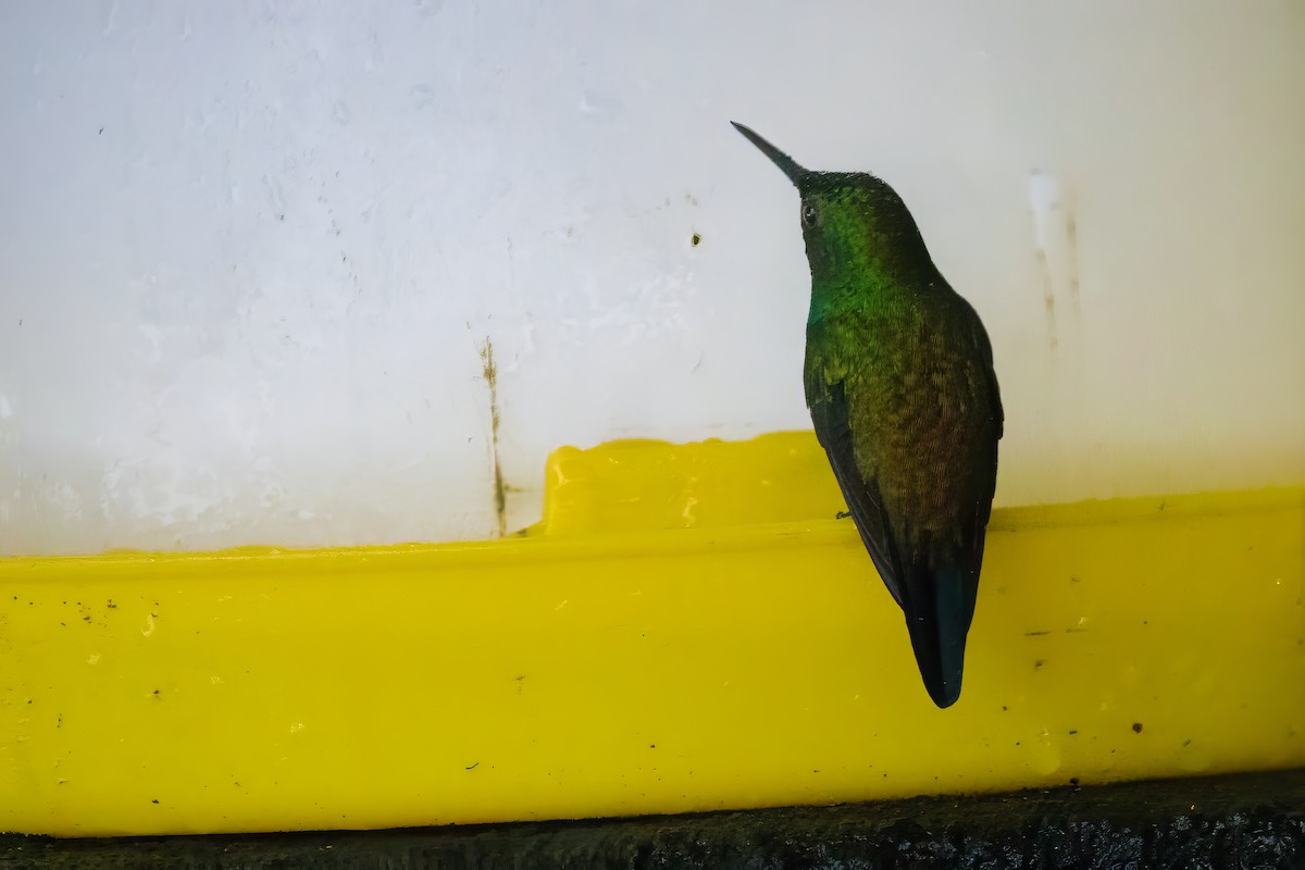 Rufous-tailed Hummingbird - ML616531926