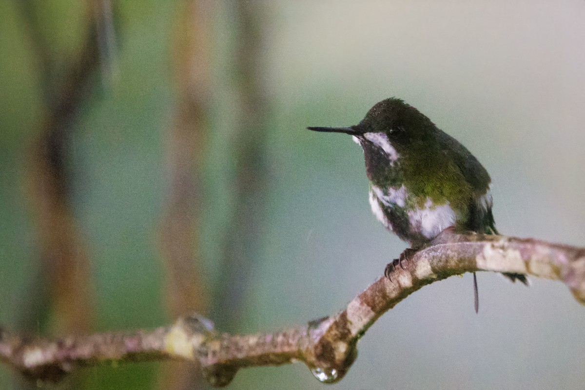 Green Thorntail - Briana Fisher