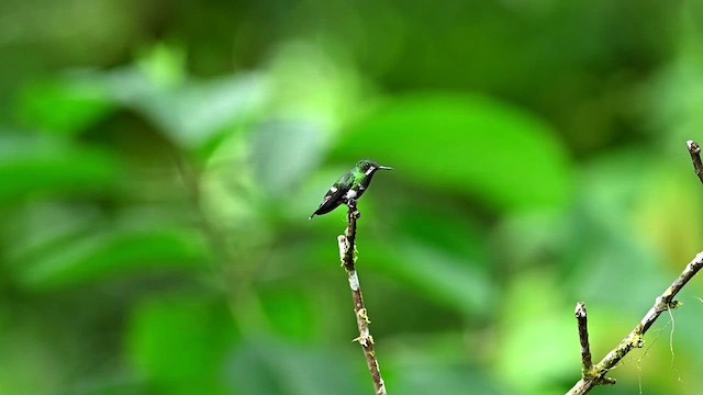 kolibřík trnoocasý - ML616532065