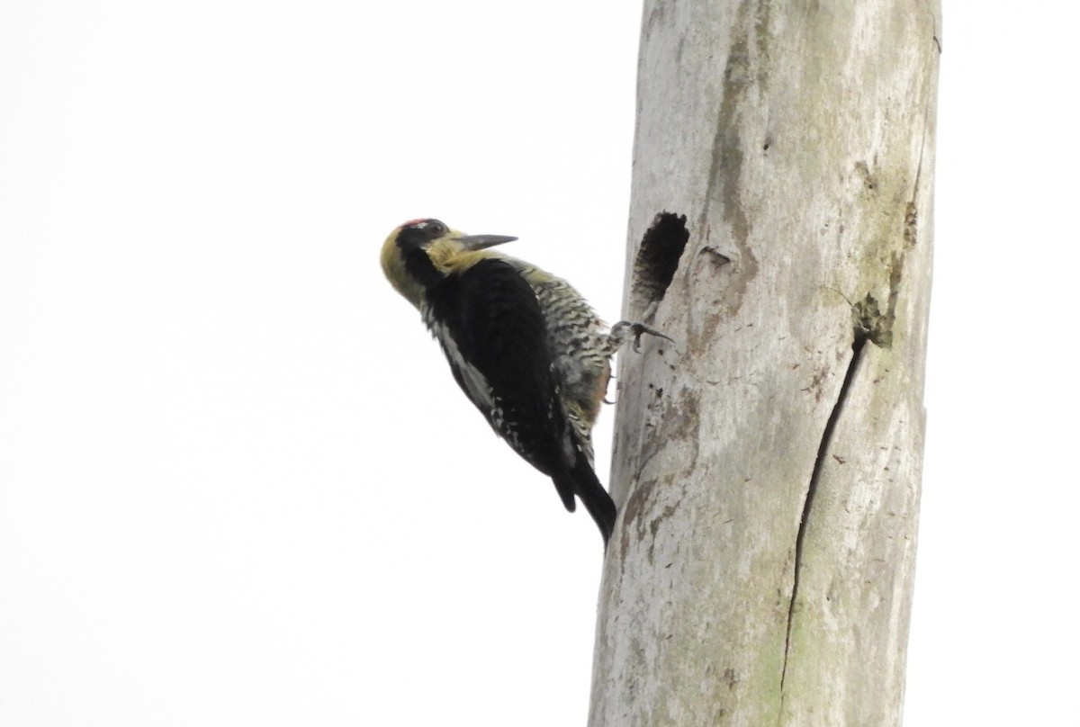 Golden-naped Woodpecker - AW Thayer