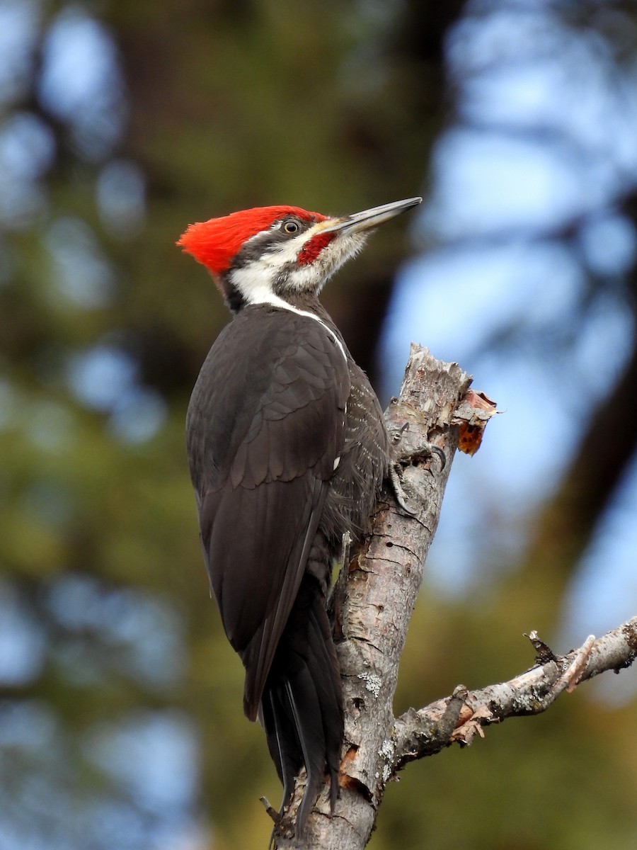 Pileated Woodpecker - ML616532130