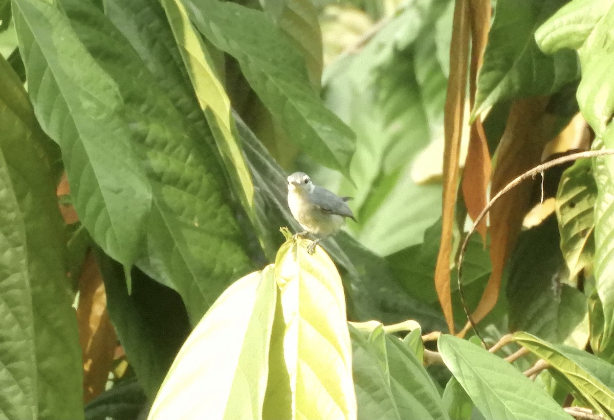 White-browed Gnatcatcher - AW Thayer