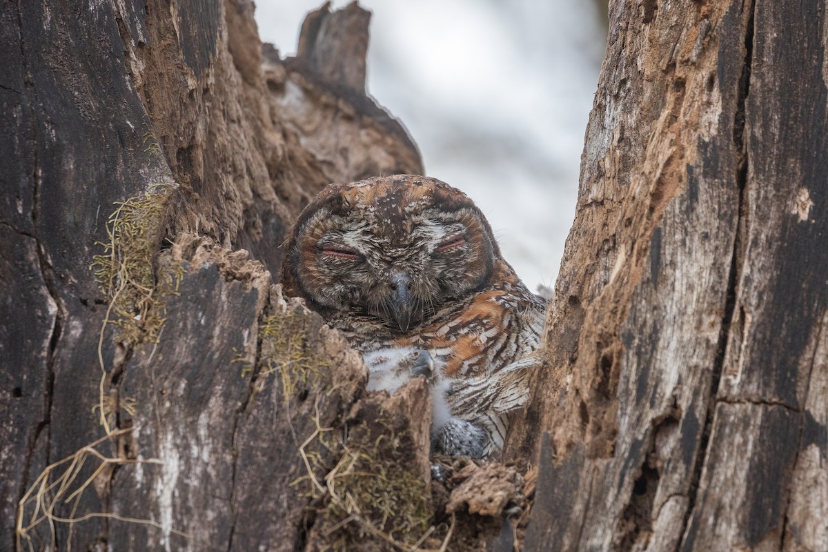 Mottled Wood-Owl - ML616532310
