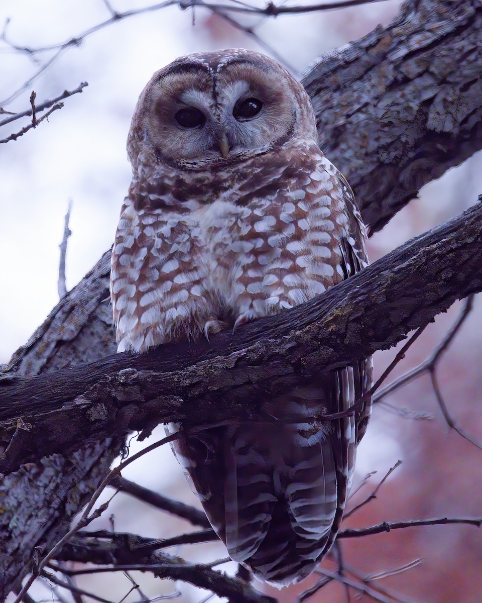 Spotted Owl - ML616532368