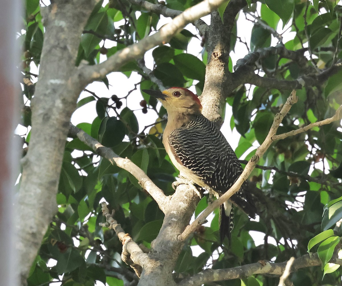 Golden-fronted Woodpecker - ML616532374