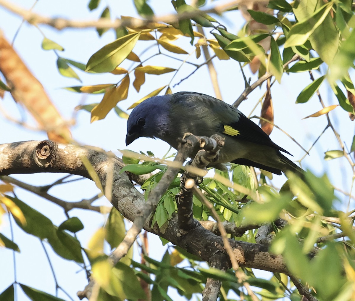 Yellow-winged Tanager - ML616532426