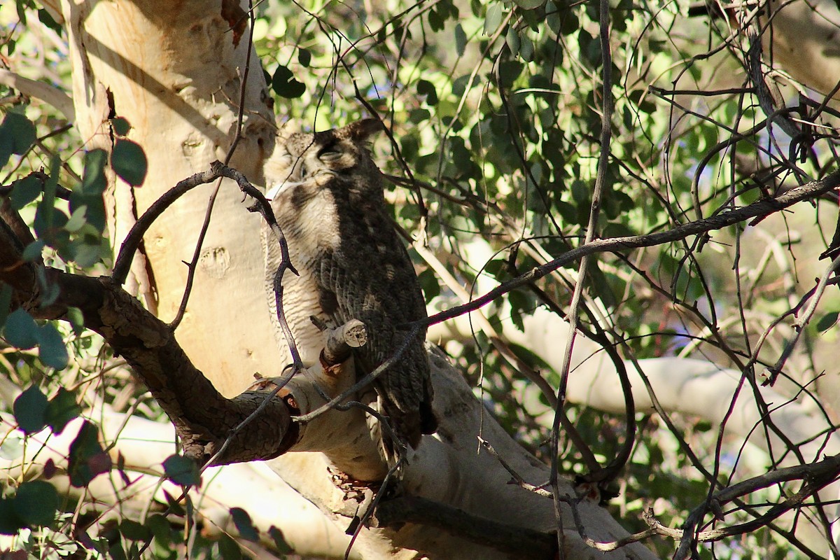 Great Horned Owl - ML616532902