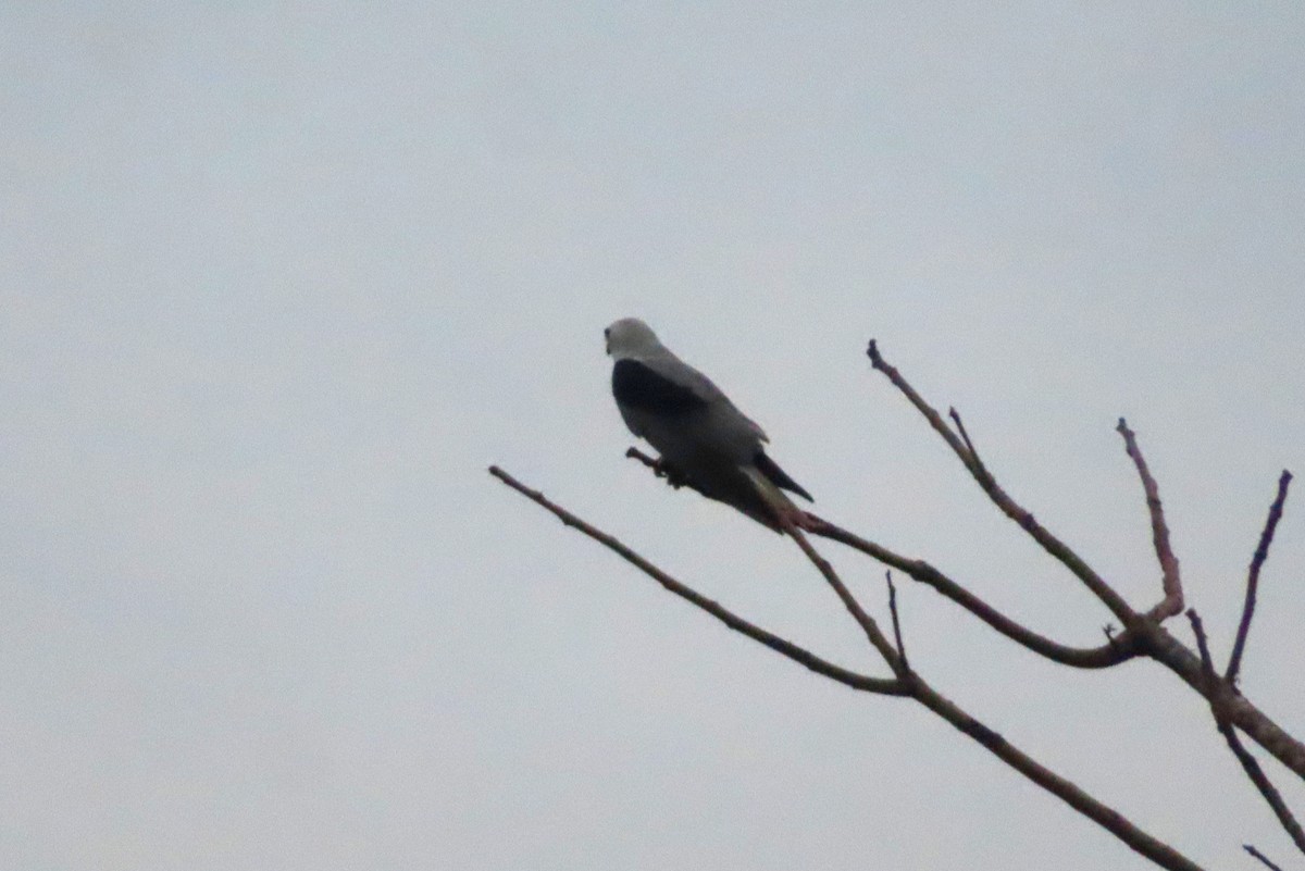White-tailed Kite - ML616533104