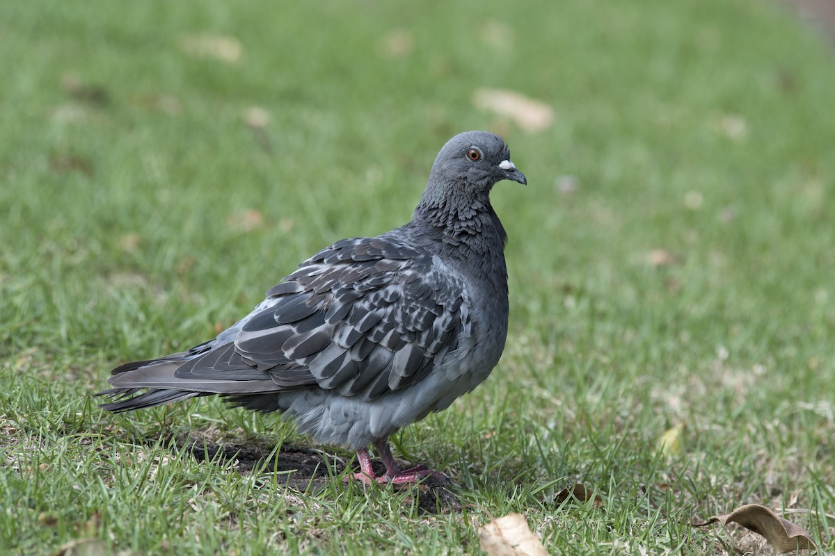 Rock Pigeon (Feral Pigeon) - ML616533144