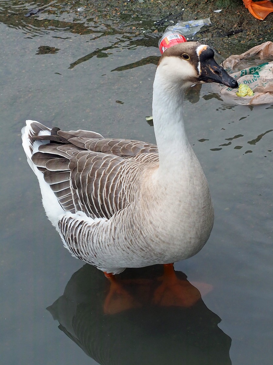 Swan Goose (Domestic type) - ML616533175