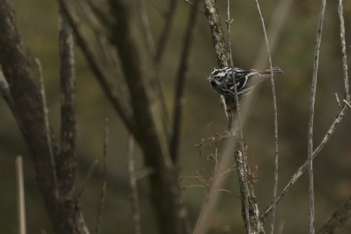 Black-and-white Warbler - ML616533183