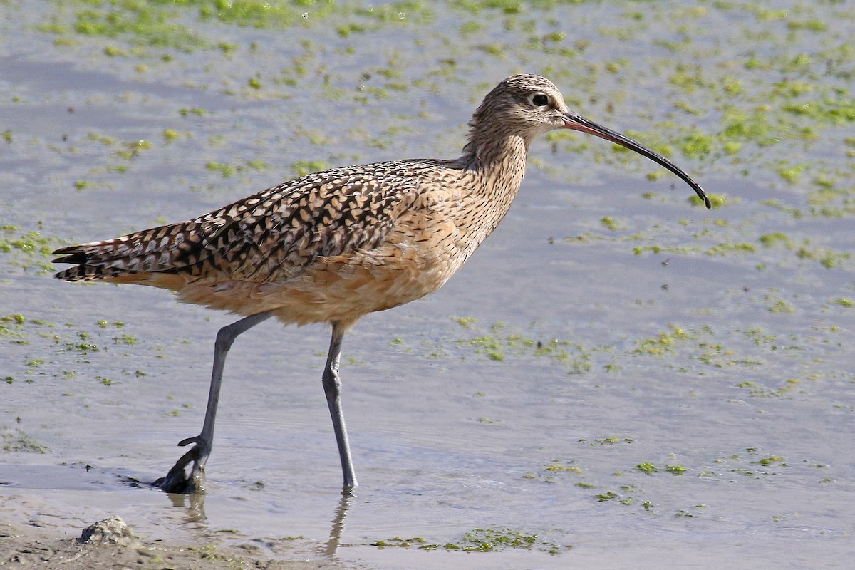Long-billed Curlew - ML616533206