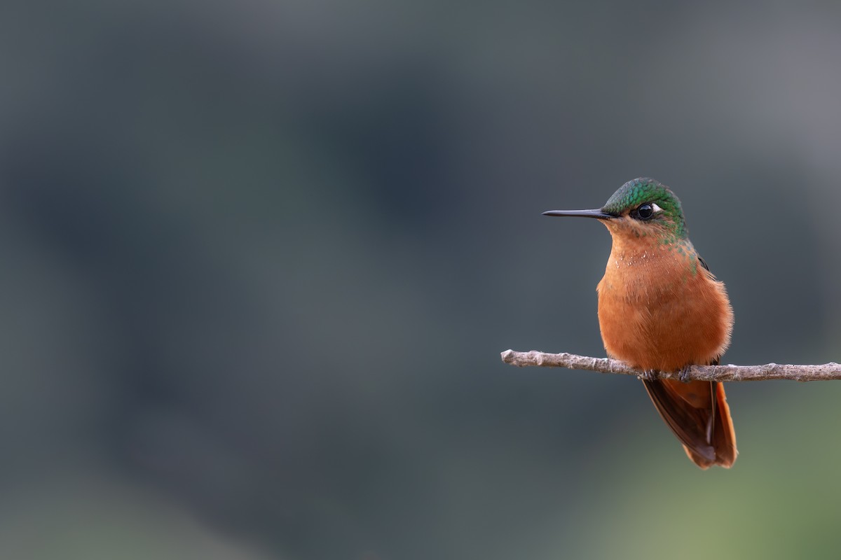 kolibřík brazilský - ML616533246
