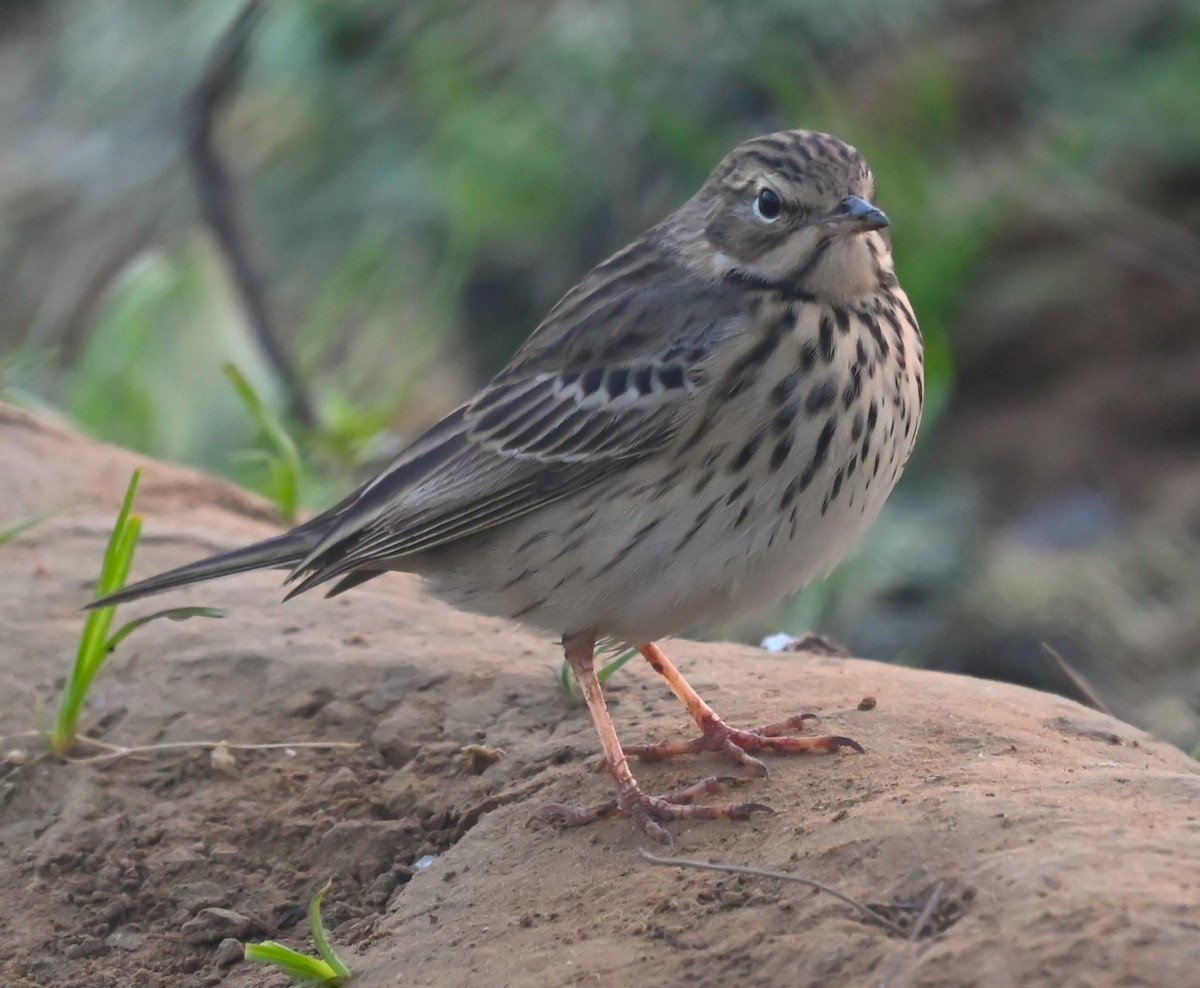 Rosy Pipit - ML616533274