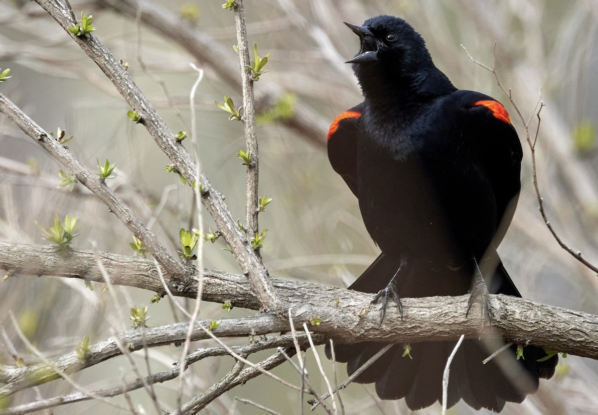 Red-winged Blackbird - terry VP