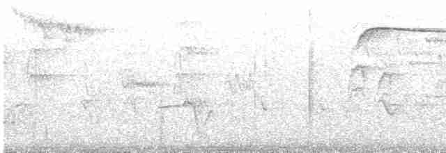 Spotted Quail-thrush - ML616533292