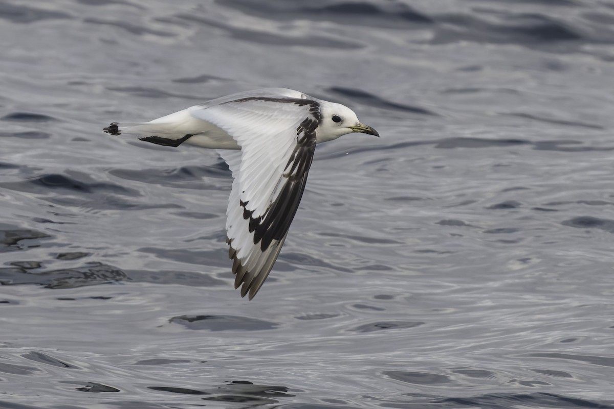 Mouette tridactyle - ML616533439