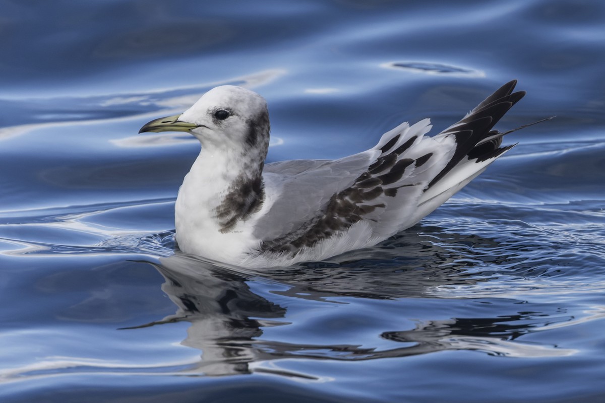 Mouette tridactyle - ML616533440