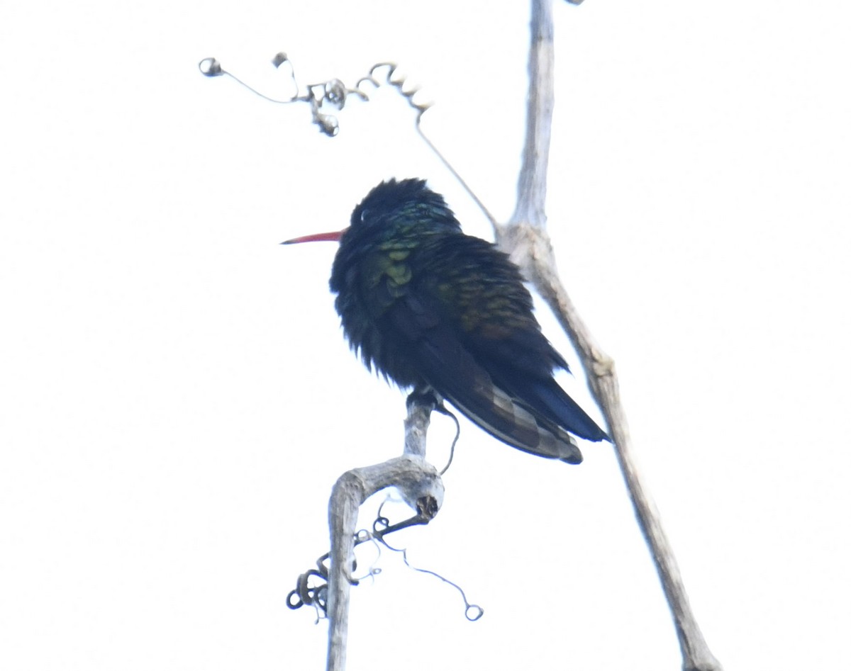 kolibřík bělobradý - ML616533505