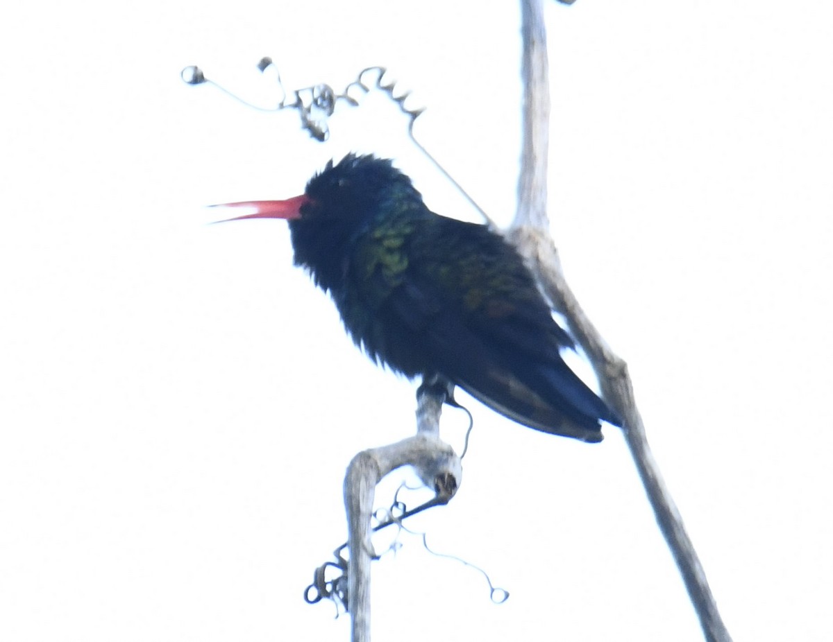 kolibřík bělobradý - ML616533507
