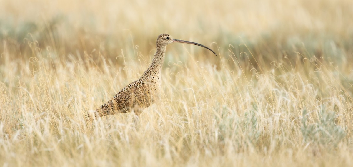 Long-billed Curlew - ML616533618