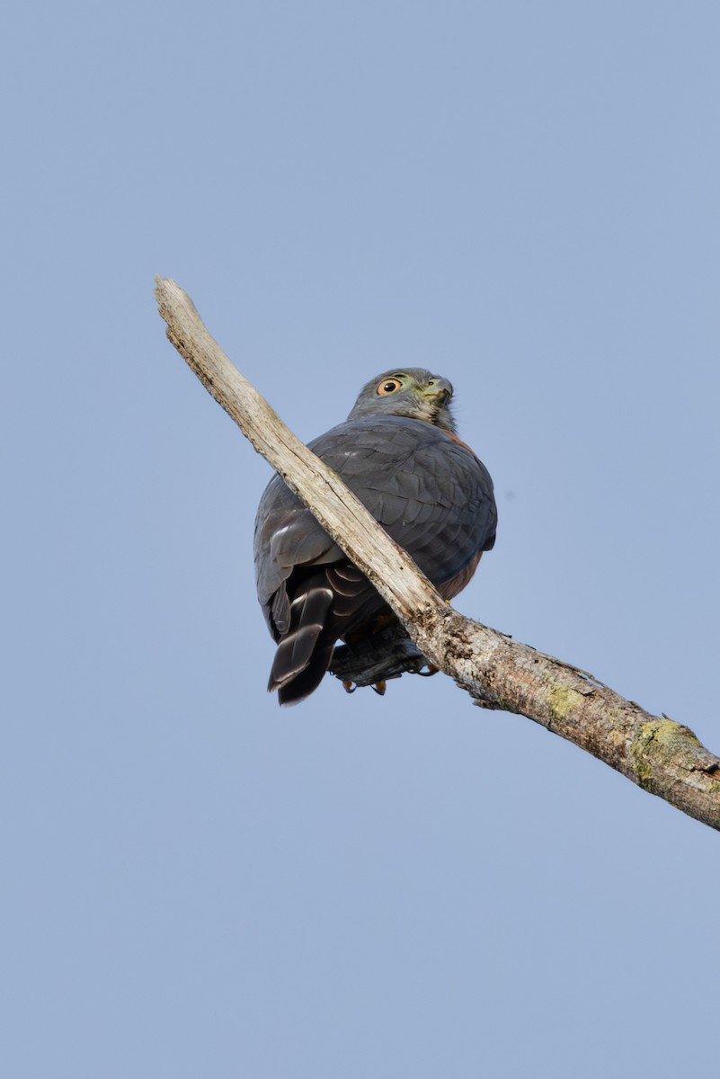 Double-toothed Kite - ML616533734