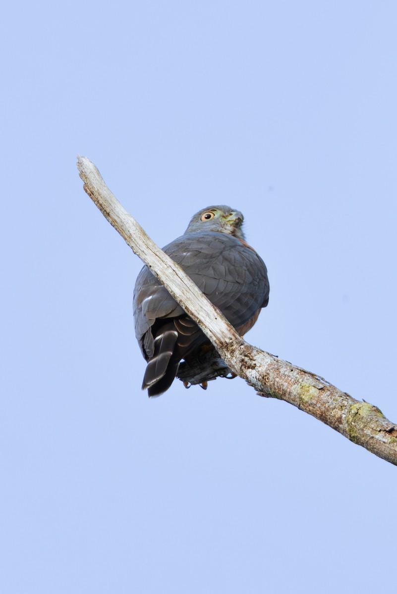 Double-toothed Kite - ML616533735