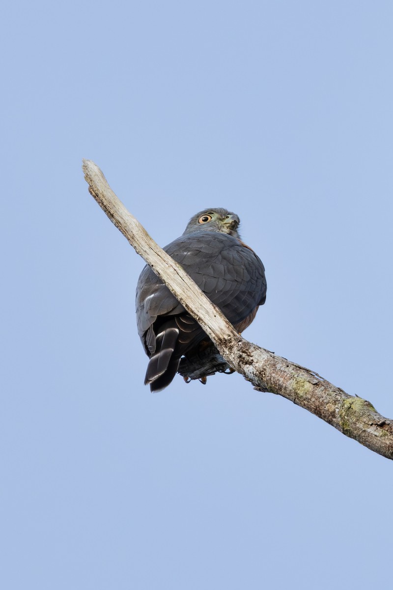 Double-toothed Kite - Mason Flint