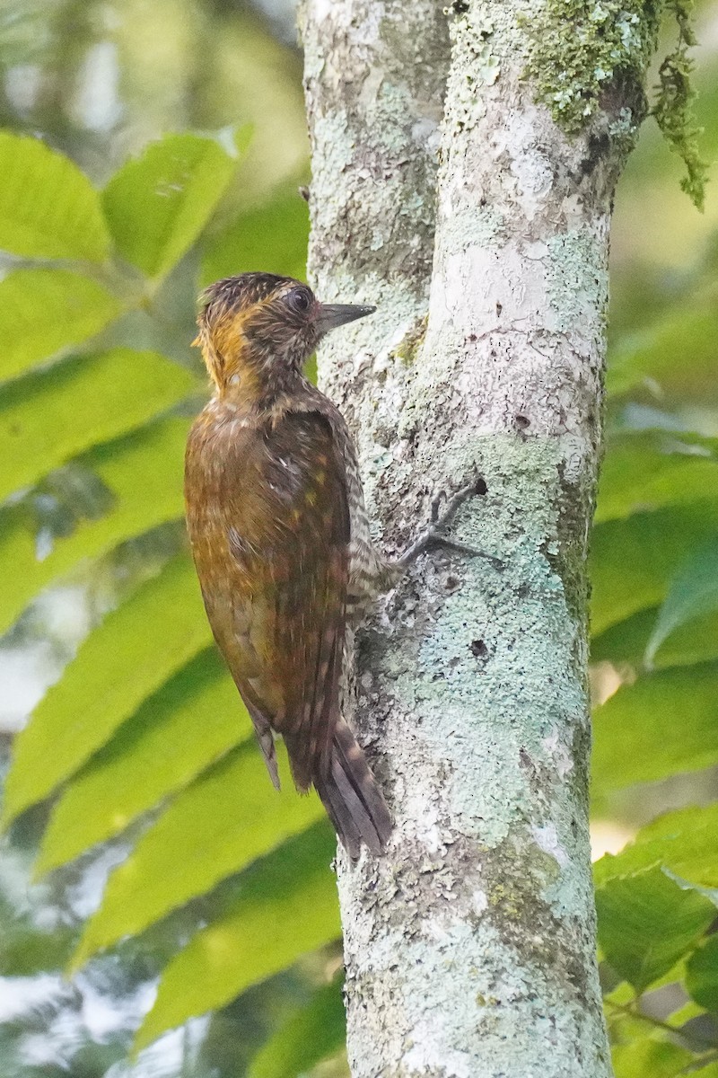 Yellow-eared Woodpecker - ML616533778