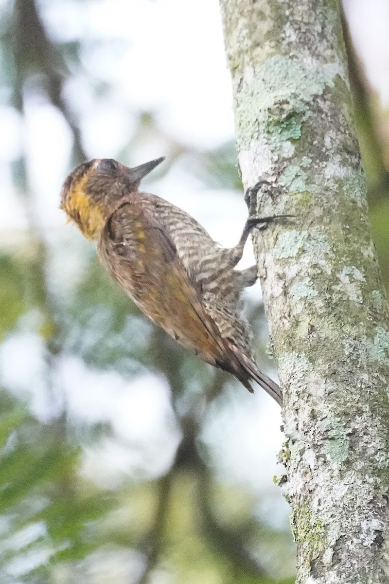 Yellow-eared Woodpecker - Cameron Eckert