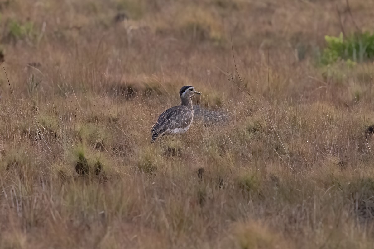 Double-striped Thick-knee - ML616533819