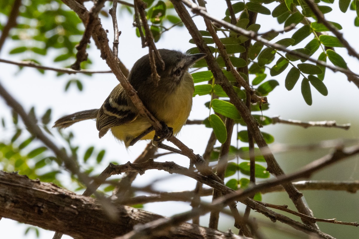 Pale-tipped Tyrannulet - ML616533914
