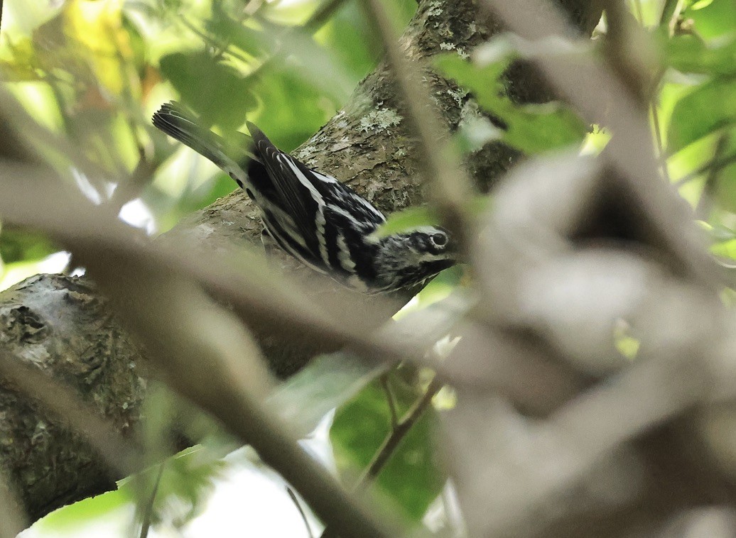 Black-and-white Warbler - ML616534016