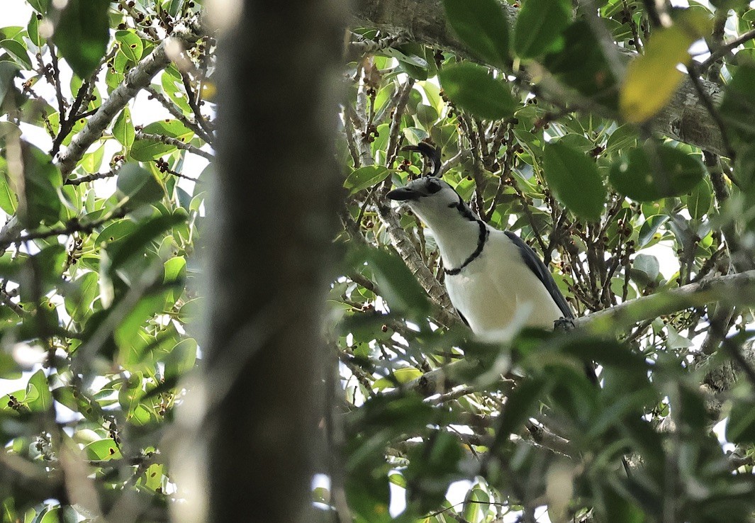 White-throated Magpie-Jay - ML616534082