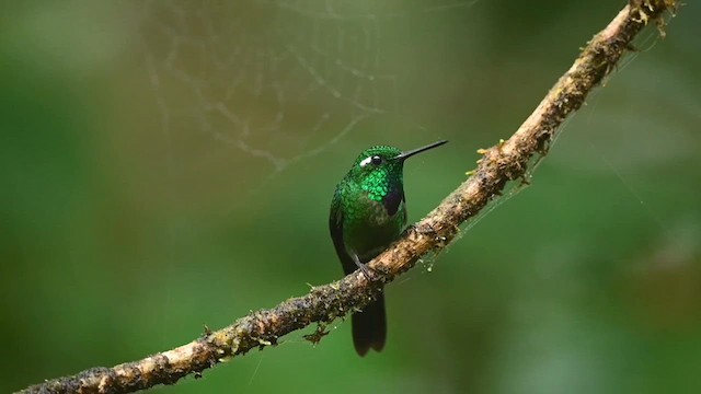kolibřík skvrnoocasý - ML616534240