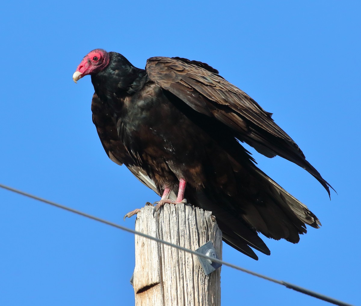 Turkey Vulture - ML616534306