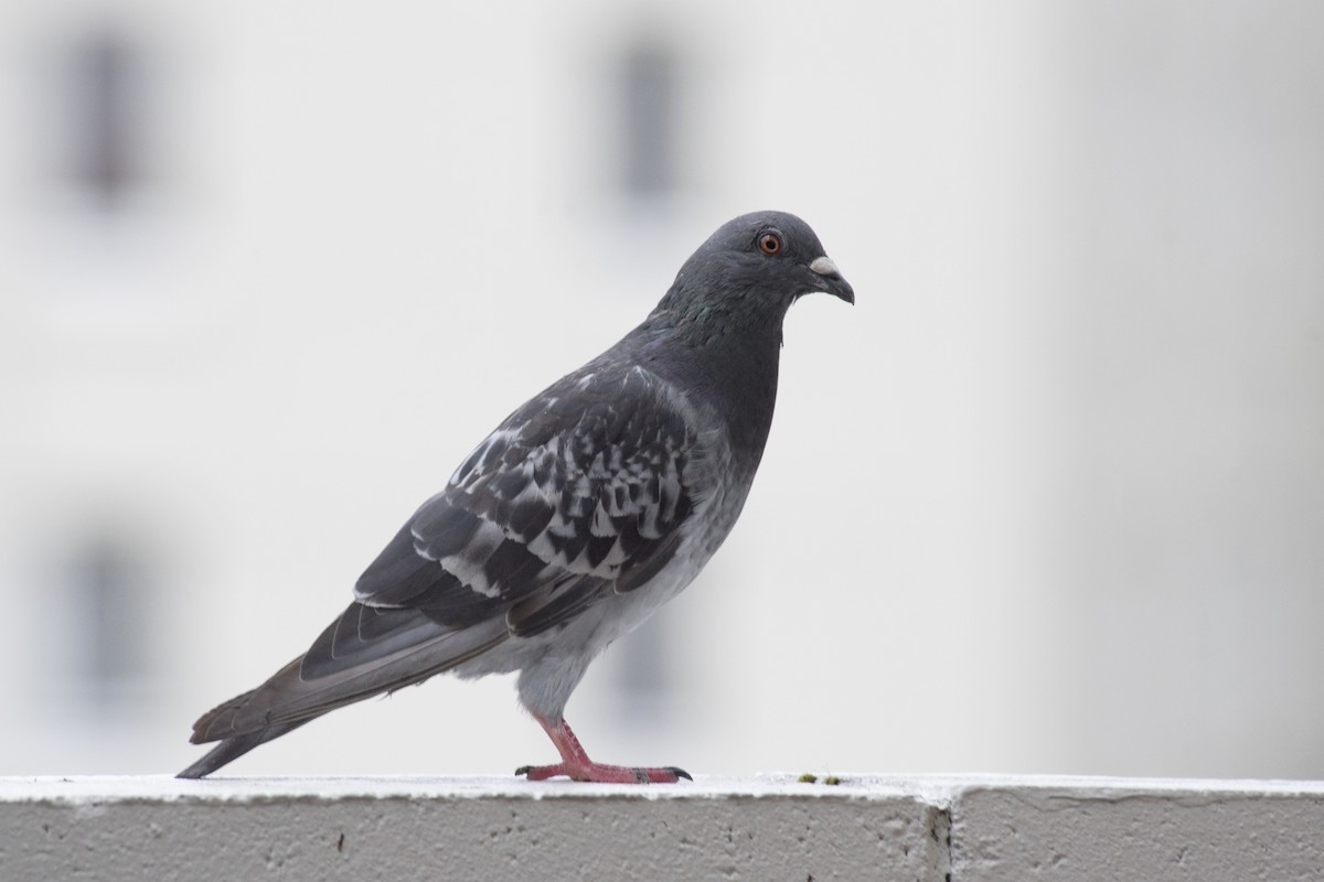 Pigeon biset (forme domestique) - ML616534320