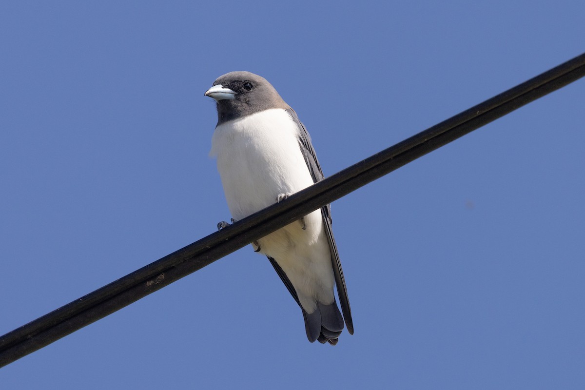 White-breasted Woodswallow - ML616534322