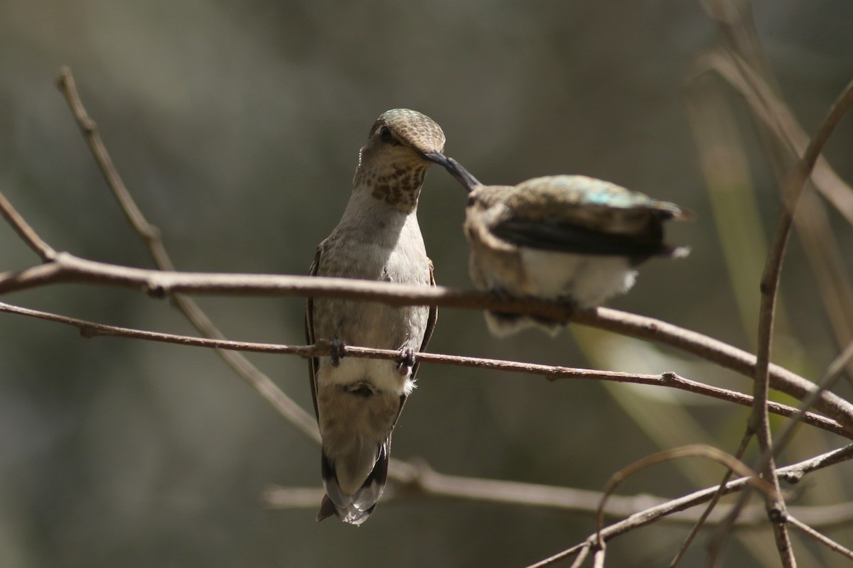 Anna's Hummingbird - ML616534388