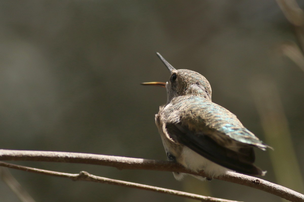 Anna's Hummingbird - ML616534393