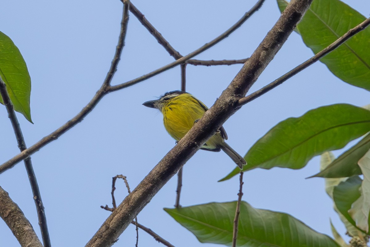 Painted Tody-Flycatcher - ML616534445