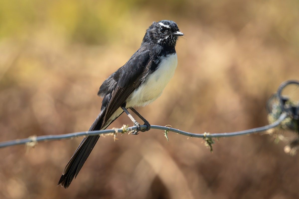 Willie-wagtail - ML616534483