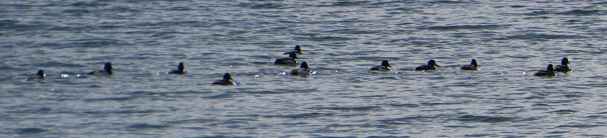 Greater/Lesser Scaup - ML616534490