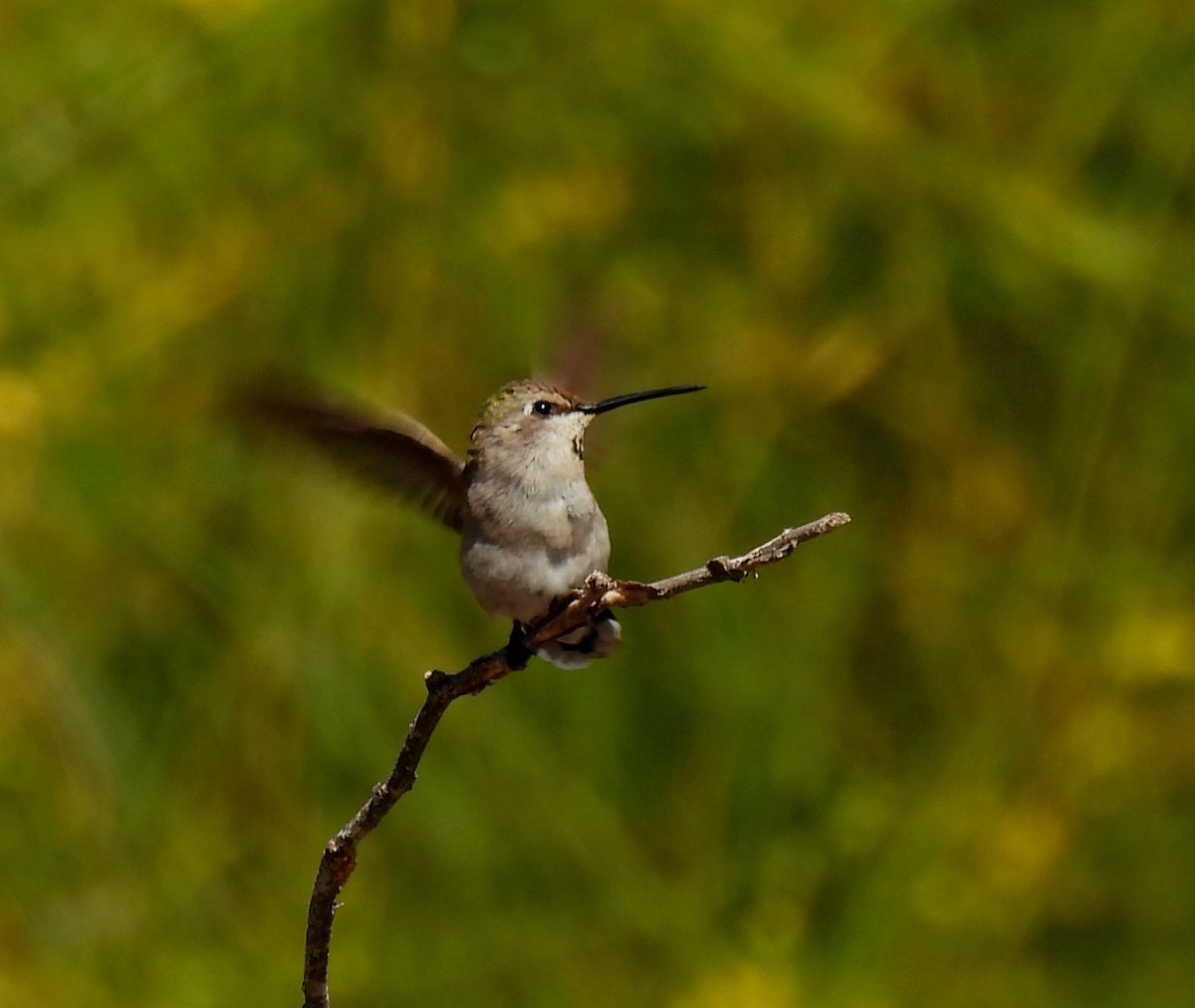 Costa's Hummingbird - Mary Tannehill