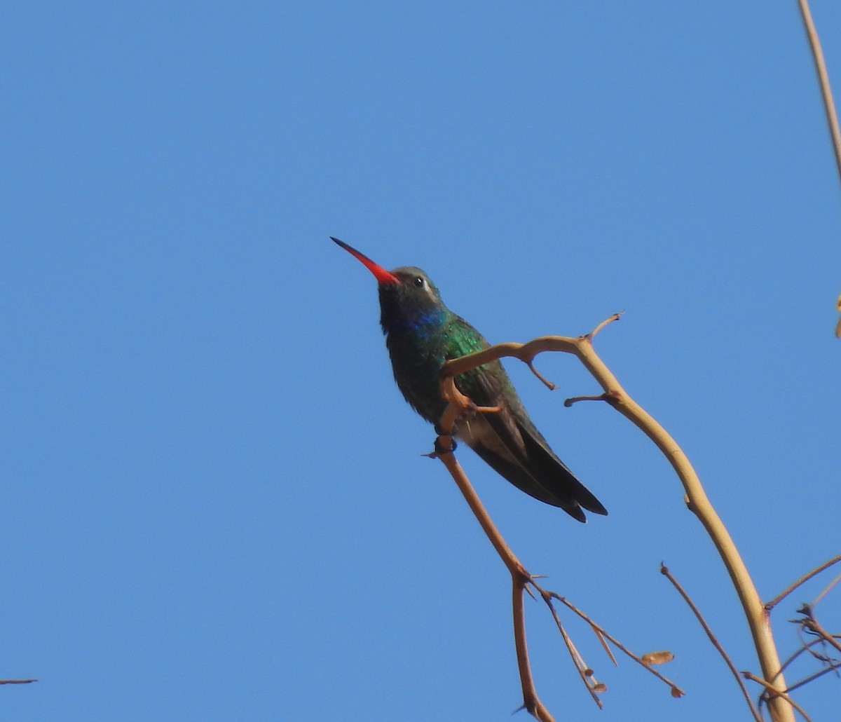 Broad-billed Hummingbird - ML616534532