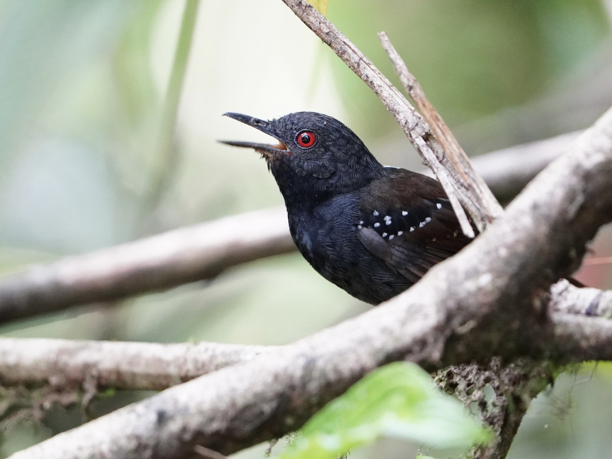 Dull-mantled Antbird - Carlos Ulate